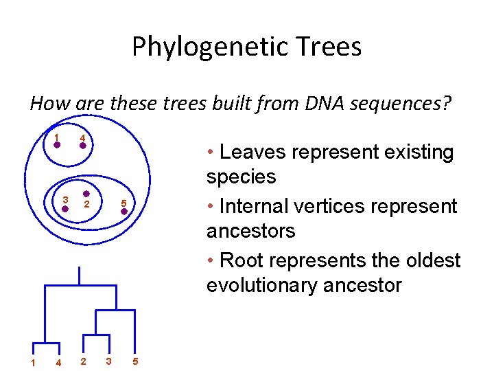 Phylogenetic Trees How are these trees built from DNA sequences? 1 4 3 1