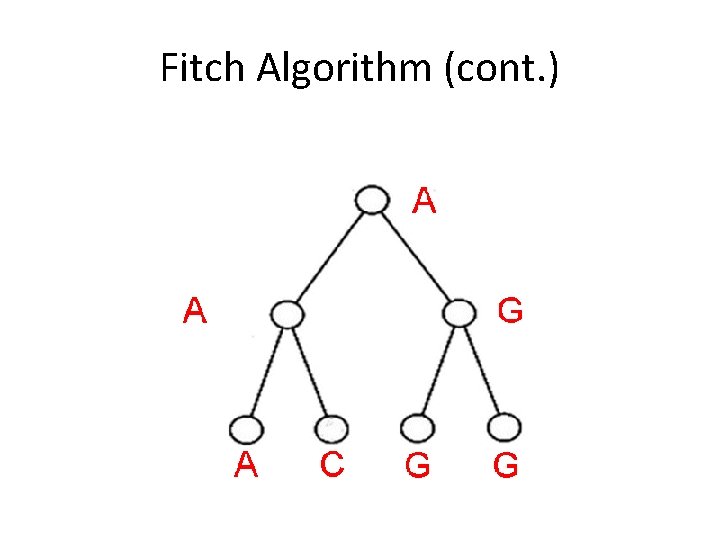 Fitch Algorithm (cont. ) 