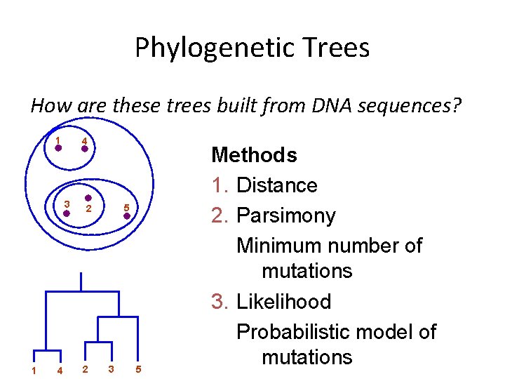 Phylogenetic Trees How are these trees built from DNA sequences? 1 4 3 1