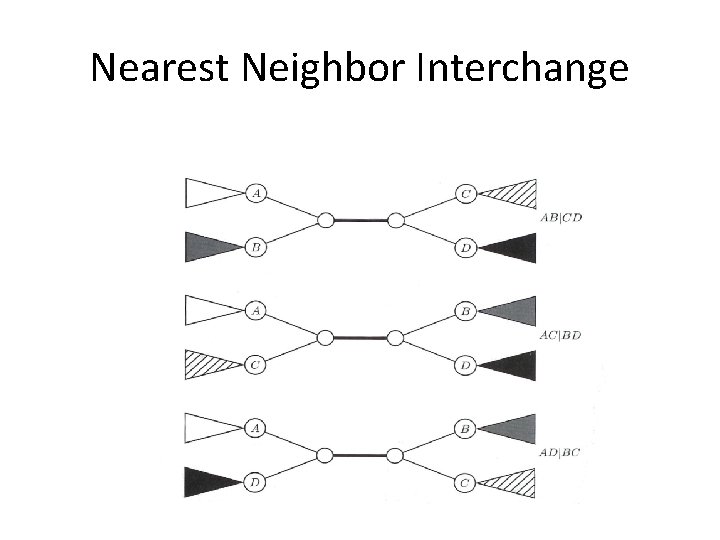 Nearest Neighbor Interchange 