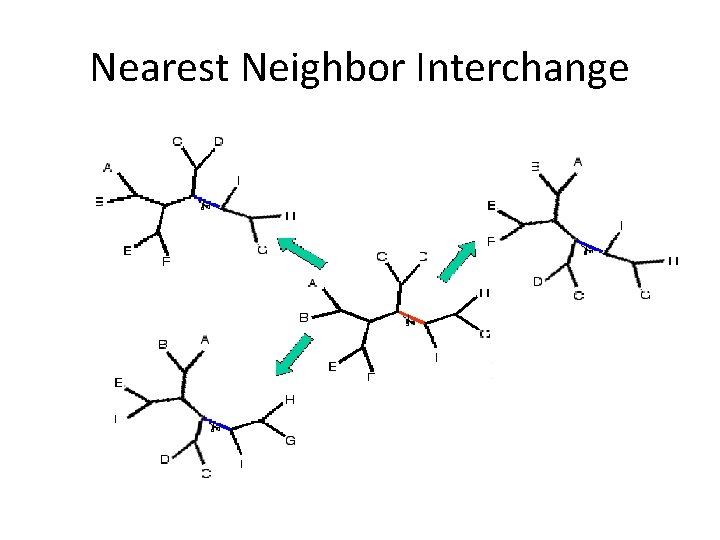 Nearest Neighbor Interchange 