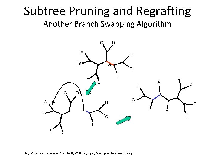 Subtree Pruning and Regrafting Another Branch Swapping Algorithm http: //artedi. ebc. uu. se/course/Bio. Info-10