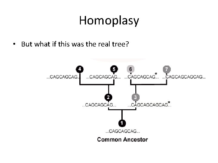 Homoplasy • But what if this was the real tree? 