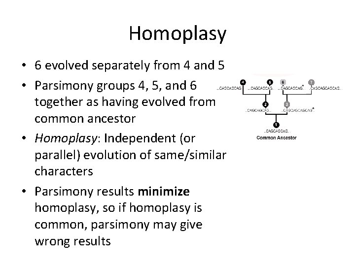 Homoplasy • 6 evolved separately from 4 and 5 • Parsimony groups 4, 5,