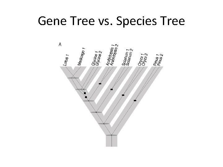 Gene Tree vs. Species Tree 