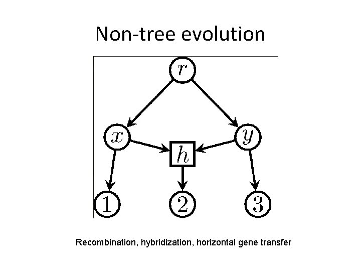 Non-tree evolution Recombination, hybridization, horizontal gene transfer 