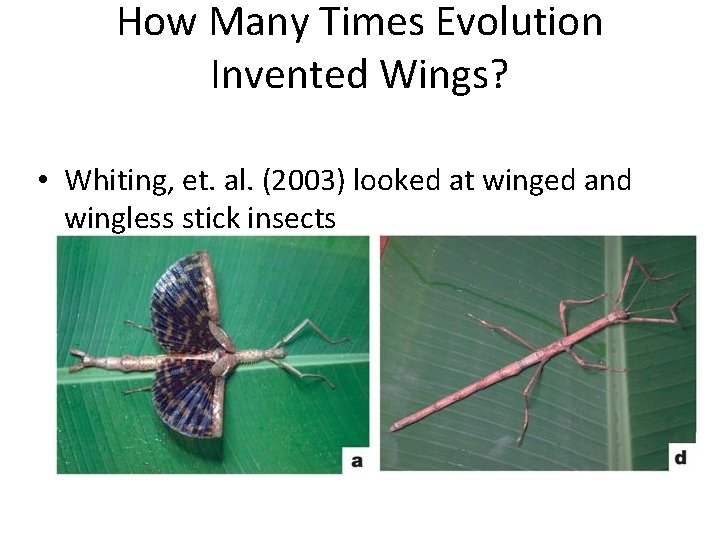 How Many Times Evolution Invented Wings? • Whiting, et. al. (2003) looked at winged