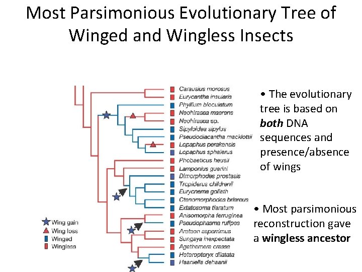 Most Parsimonious Evolutionary Tree of Winged and Wingless Insects • The evolutionary tree is