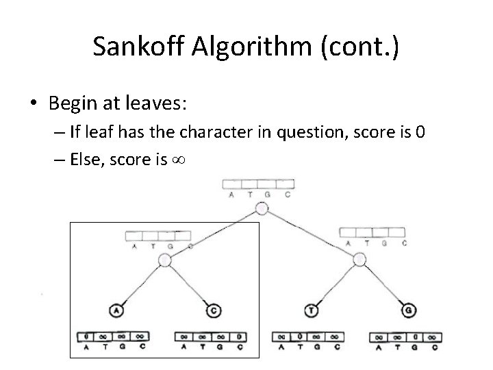 Sankoff Algorithm (cont. ) • Begin at leaves: – If leaf has the character