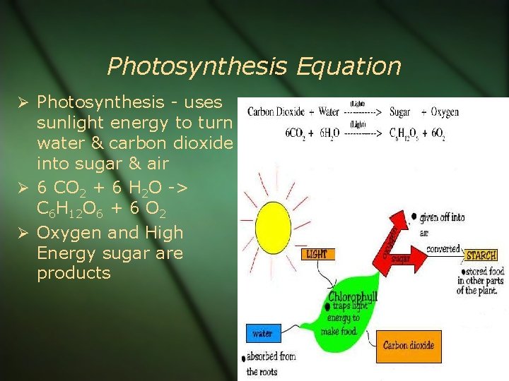 Chapter 8 Photosynthesis Ch 8 Essential Questions What