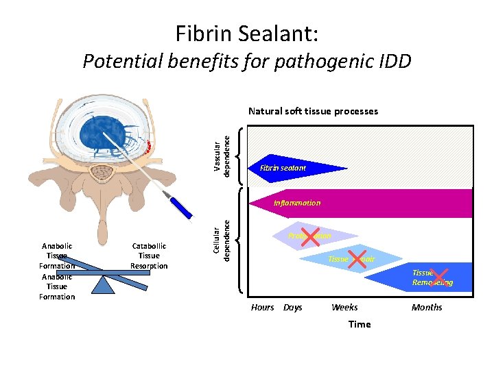 Fibrin Sealant: Potential benefits for pathogenic IDD Vascular dependence Natural soft tissue processes Bleeding