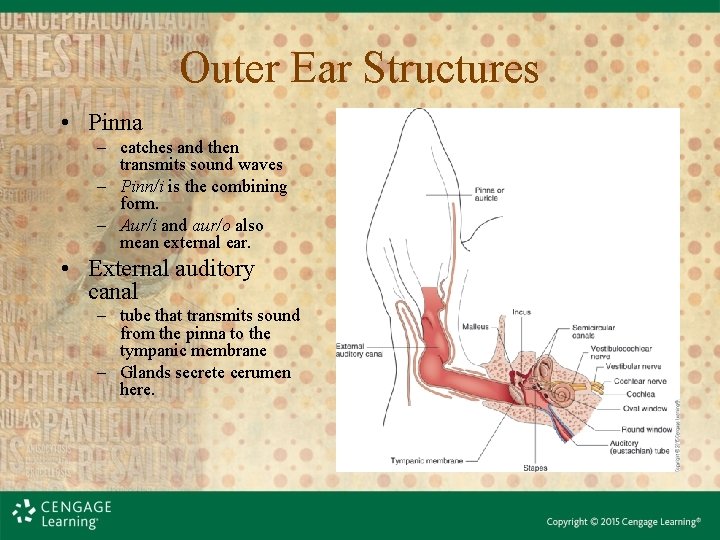 Outer Ear Structures • Pinna – catches and then transmits sound waves – Pinn/i Outer Ear Structures • Pinna – catches and then transmits sound waves – Pinn/i