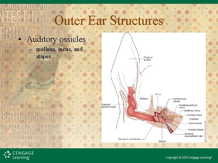 Outer Ear Structures • Auditory ossicles – malleus, incus, and stapes Outer Ear Structures • Auditory ossicles – malleus, incus, and stapes