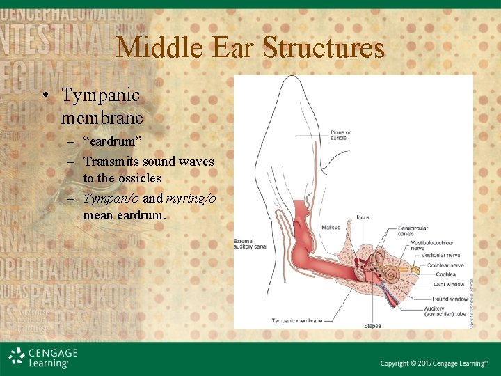Middle Ear Structures • Tympanic membrane – “eardrum” – Transmits sound waves to the Middle Ear Structures • Tympanic membrane – “eardrum” – Transmits sound waves to the