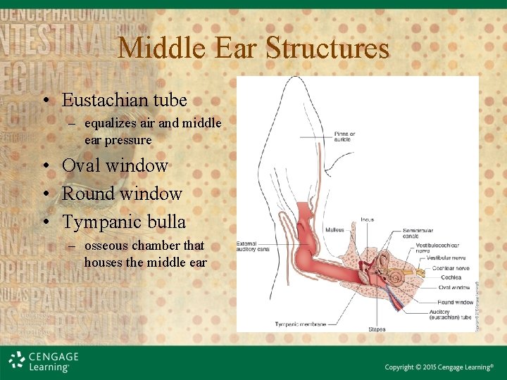 Middle Ear Structures • Eustachian tube – equalizes air and middle ear pressure • Middle Ear Structures • Eustachian tube – equalizes air and middle ear pressure •