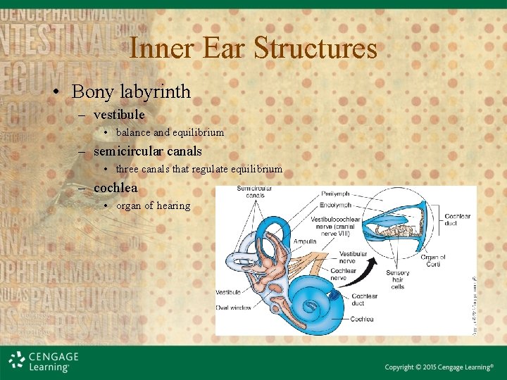 Inner Ear Structures • Bony labyrinth – vestibule • balance and equilibrium – semicircular Inner Ear Structures • Bony labyrinth – vestibule • balance and equilibrium – semicircular