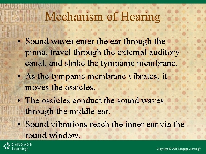 Mechanism of Hearing • Sound waves enter the ear through the pinna, travel through Mechanism of Hearing • Sound waves enter the ear through the pinna, travel through
