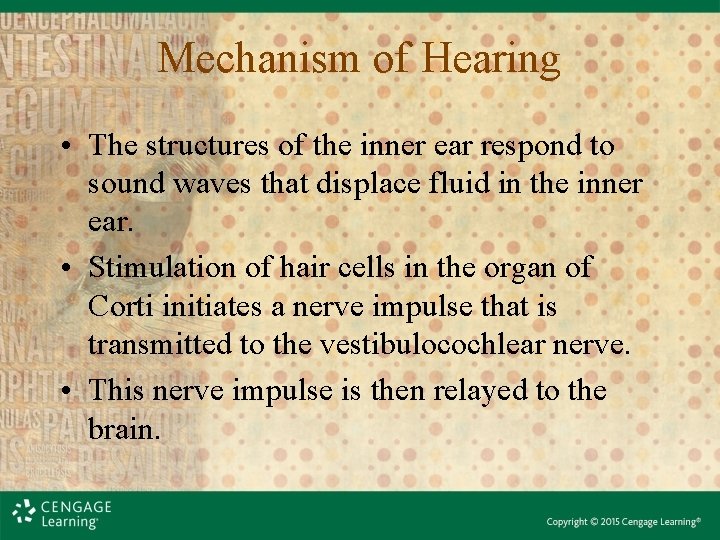Mechanism of Hearing • The structures of the inner ear respond to sound waves Mechanism of Hearing • The structures of the inner ear respond to sound waves