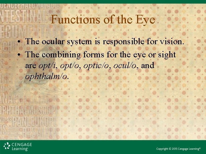 Functions of the Eye • The ocular system is responsible for vision. • The Functions of the Eye • The ocular system is responsible for vision. • The