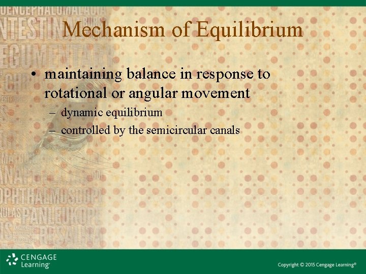 Mechanism of Equilibrium • maintaining balance in response to rotational or angular movement – Mechanism of Equilibrium • maintaining balance in response to rotational or angular movement –