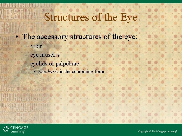 Structures of the Eye • The accessory structures of the eye: – orbit – Structures of the Eye • The accessory structures of the eye: – orbit –