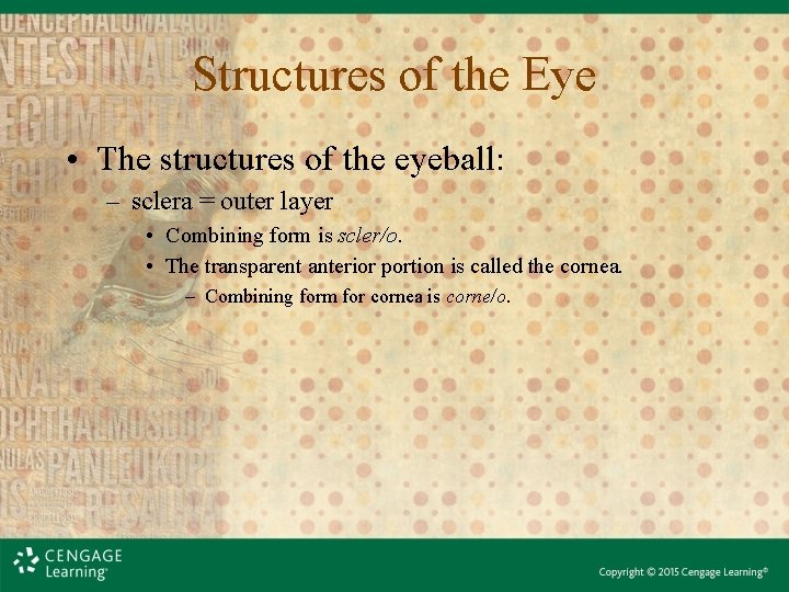 Structures of the Eye • The structures of the eyeball: – sclera = outer Structures of the Eye • The structures of the eyeball: – sclera = outer