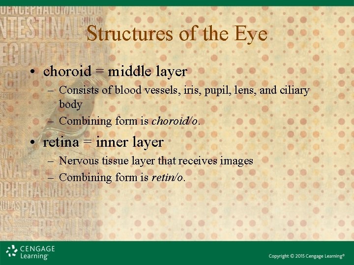 Structures of the Eye • choroid = middle layer – Consists of blood vessels, Structures of the Eye • choroid = middle layer – Consists of blood vessels,