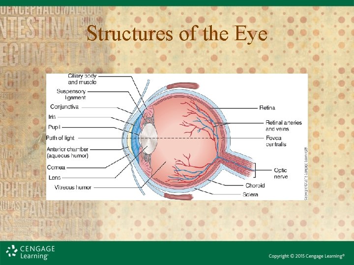 Structures of the Eye Structures of the Eye