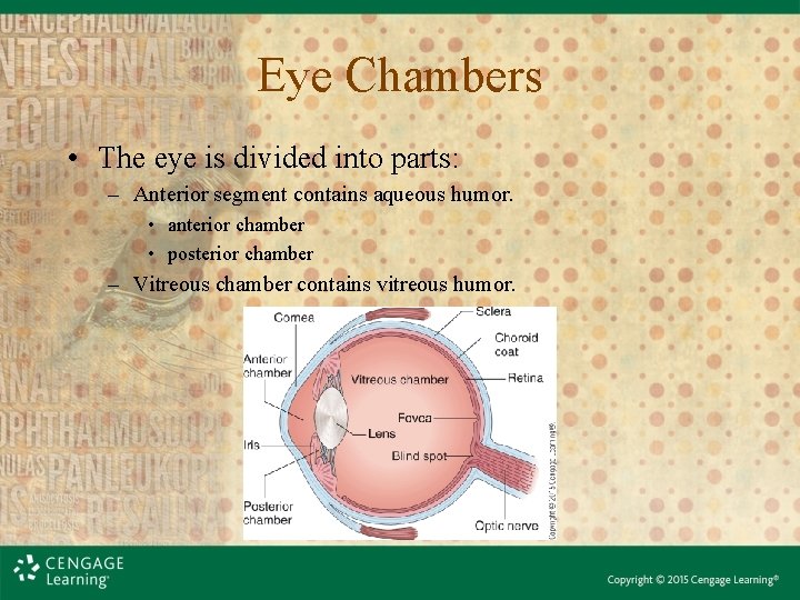 Eye Chambers • The eye is divided into parts: – Anterior segment contains aqueous Eye Chambers • The eye is divided into parts: – Anterior segment contains aqueous