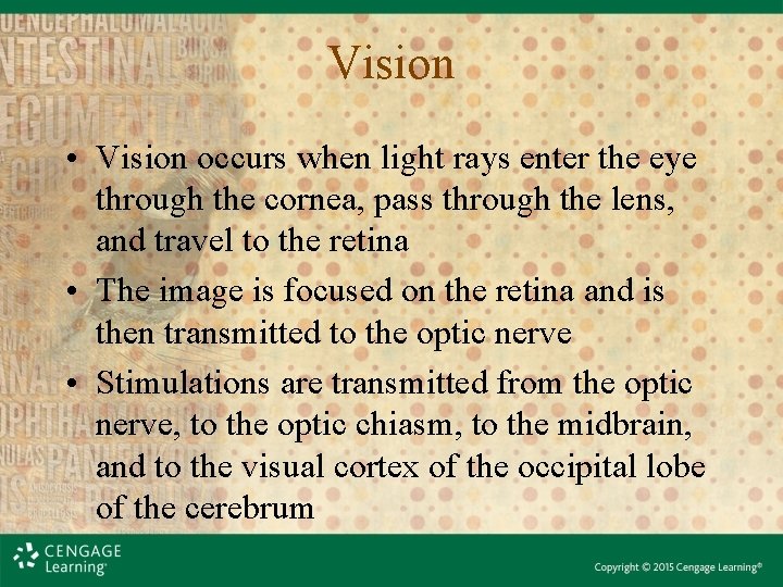 Vision • Vision occurs when light rays enter the eye through the cornea, pass Vision • Vision occurs when light rays enter the eye through the cornea, pass