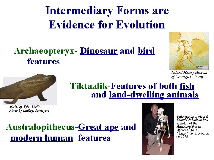 Intermediary Forms are Evidence for Evolution Archaeopteryx- Dinosaur and bird features Natural History Museum