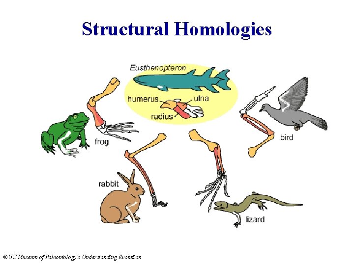 Structural Homologies ©UC Museum of Paleontology's Understanding Evolution 