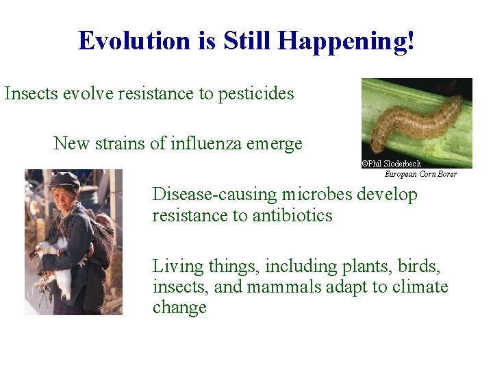 Evolution is Still Happening! Insects evolve resistance to pesticides New strains of influenza emerge