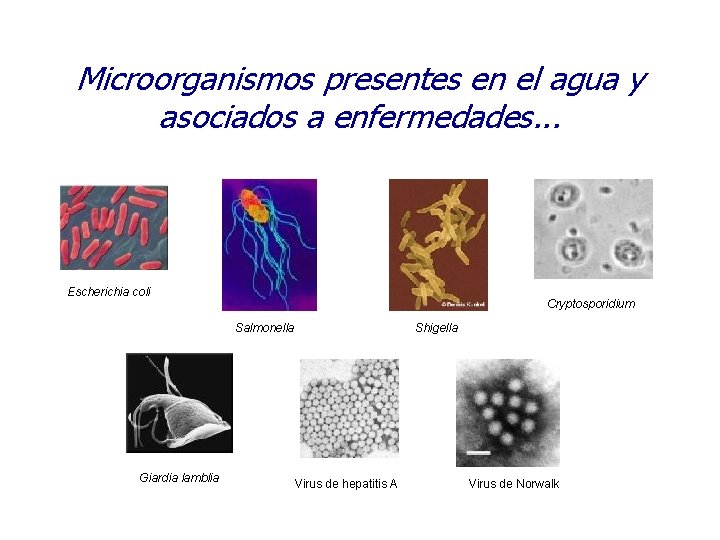 Microorganismos presentes en el agua y asociados a enfermedades. . . Escherichia coli Cryptosporidium