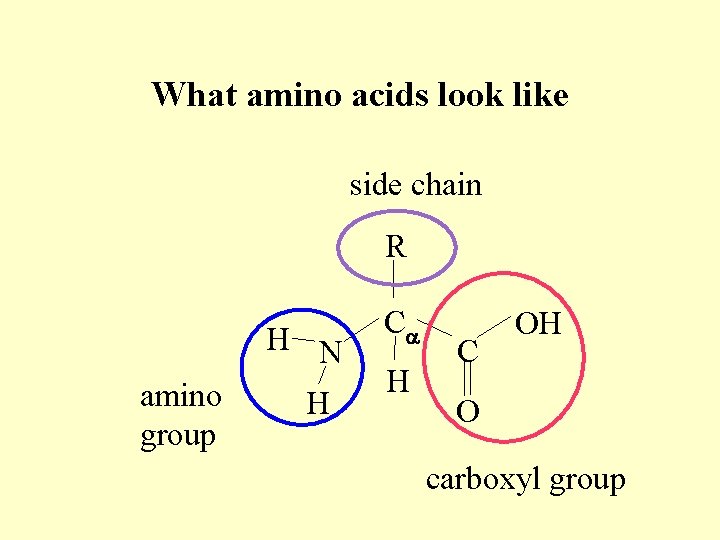 What amino acids look like side chain R H N amino group H Ca