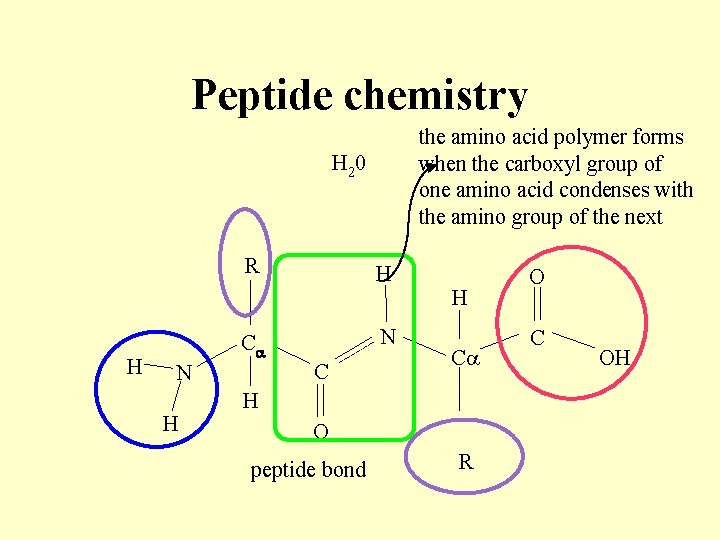 Peptide chemistry the amino acid polymer forms when the carboxyl group of one amino