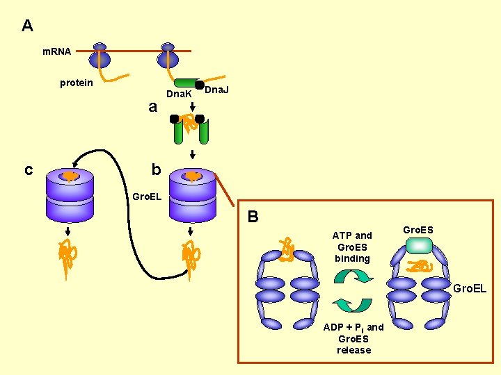 A m. RNA protein a c Dna. K Dna. J b Gro. EL B