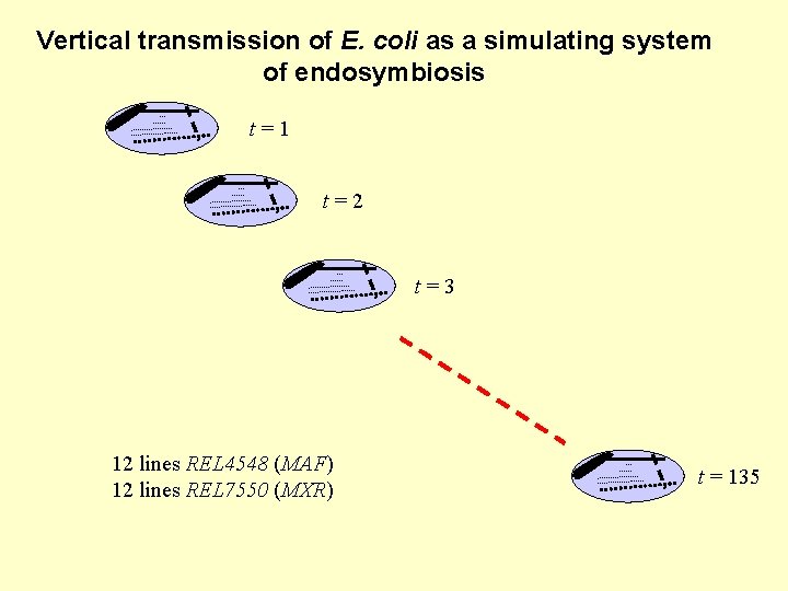 Vertical transmission of E. coli as a simulating system of endosymbiosis t=1 t=2 t=3