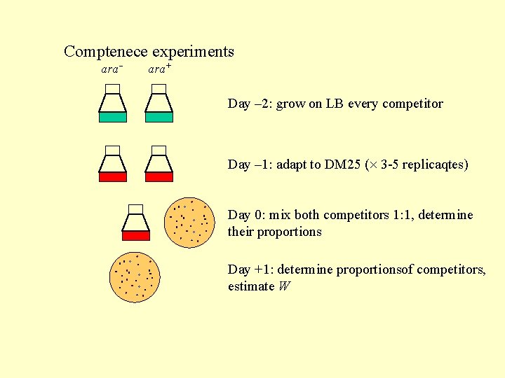 Comptenece experiments ara+ Day – 2: grow on LB every competitor Day – 1: