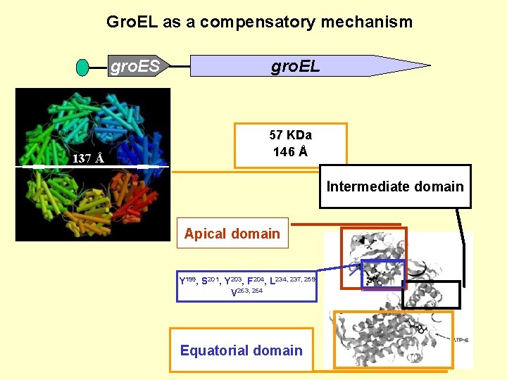 Gro. EL as a compensatory mechanism gro. ES 137 Å gro. EL 57 KDa