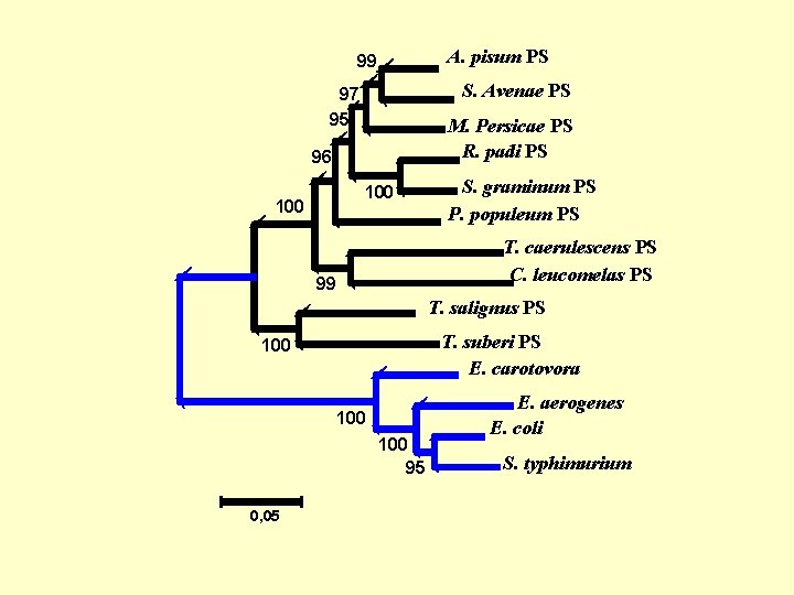 A. pisum PS 99 S. Avenae PS 97 95 M. Persicae PS R. padi