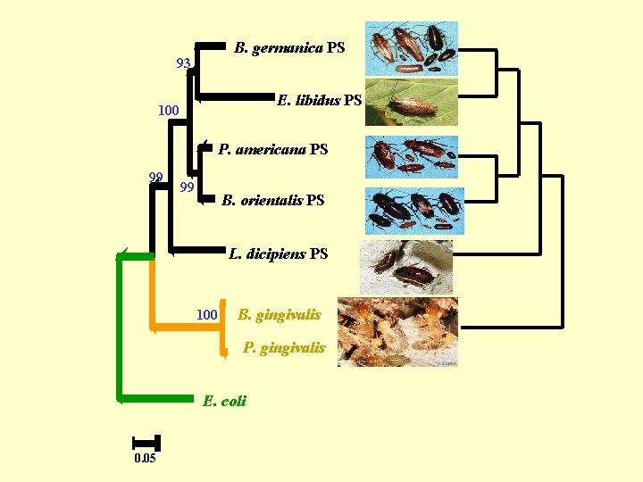 B. germanica PS 93 E. libidus PS 100 P. americana PS 99 99 B.