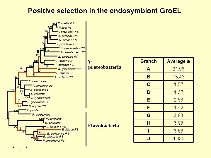 Positive selection in the endosymbiont Gro. EL R. maidis PS R. padi PS S.