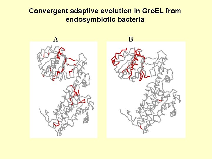 Convergent adaptive evolution in Gro. EL from endosymbiotic bacteria A B 