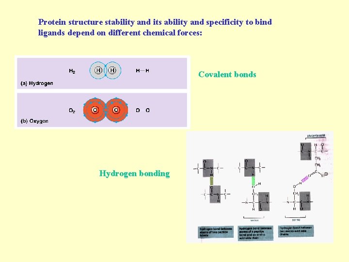 Protein structure stability and its ability and specificity to bind ligands depend on different