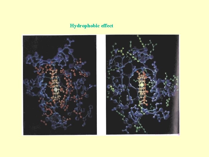 Hydrophobic effect 