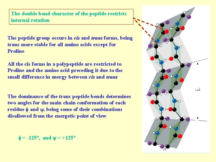 The double bond character of the peptide restricts internal rotation The peptide group occurs