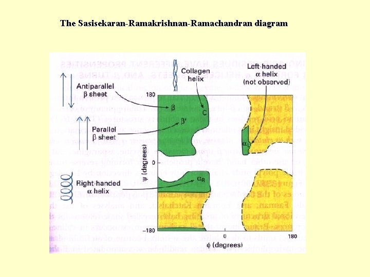 The Sasisekaran-Ramakrishnan-Ramachandran diagram 