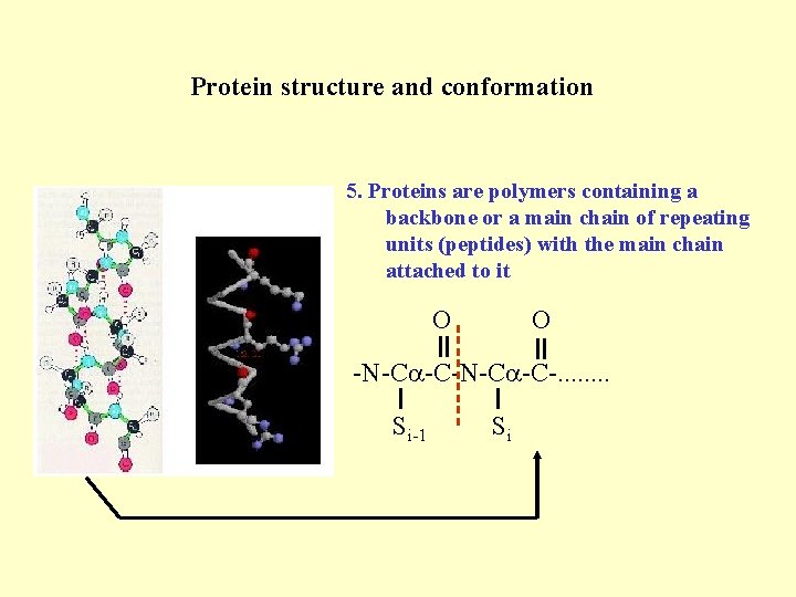 Protein structure and conformation 5. Proteins are polymers containing a backbone or a main