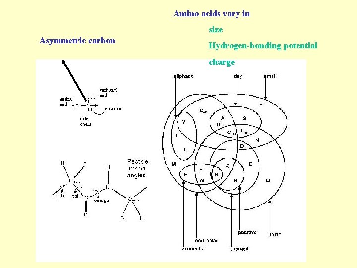Amino acids vary in size Asymmetric carbon Hydrogen-bonding potential charge 